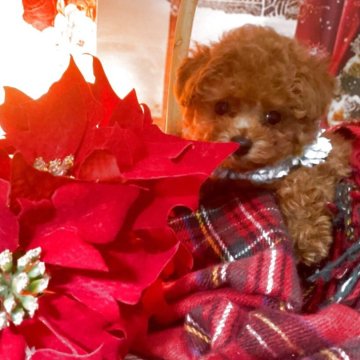 トイプードル(ティーカップ)【千葉県・男の子・2025年10月16日・レッド】の写真「タレ目の可愛いダンボくん」