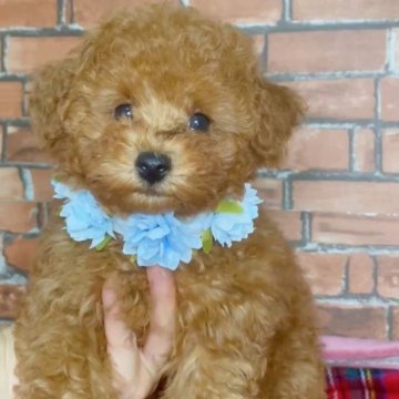 タイニープードル【千葉県・男の子・2025年7月26日・レッド】の写真「タレ目の愛くるしいお目め💓💓🥰」
