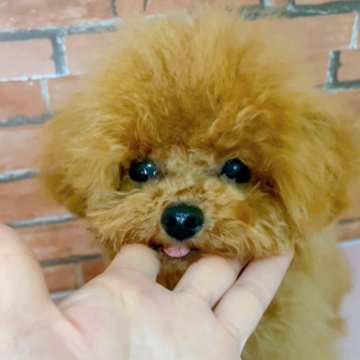 ティーカッププードル【千葉県・男の子・2024年9月18日・優しいお色のレッド極小確定 ☆両親クリア☆】の写真「極小マイクロティーカップ確定❣遺伝子クリア☆」