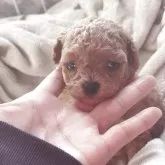 ティーカッププードル