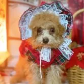 ティーカッププードル【千葉県・女の子・2025年8月11日・レッド】の写真1「クリスマスにはお散歩にいけます。クリスマス🎄baby🍼可愛すぎませんか？💓」