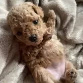 ティーカッププードル