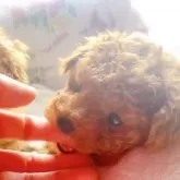 タイニープードル