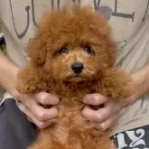 タイニープードル