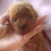 タイニープードル