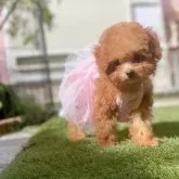 ティーカッププードル