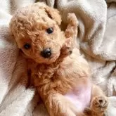 ティーカッププードル