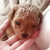 ティーカッププードル【千葉県・女の子・2025年10月16日・アプリコット】の写真4