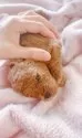 タイニープードル【千葉県・男の子・2025年7月26日・レッド】の写真8「ママの母乳をしっかり飲みむちむちコロンコロンに成長しております」