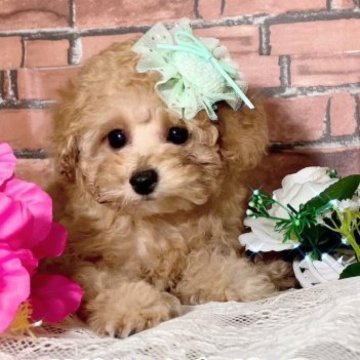 トイプードル(タイニー)【千葉県・男の子・2023年4月29日・クリームよりのアプリコット】の写真「まるでぬいぐるみです😍
ダッフィーです」