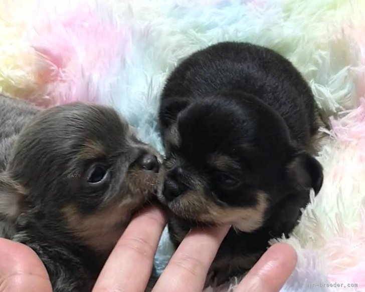 健康で可愛い仔犬を家族同様に育ててます。｜横田　美奈(よこた　みな)ブリーダー(福井県・チワワ(ロング)・JKC登録)の紹介写真1