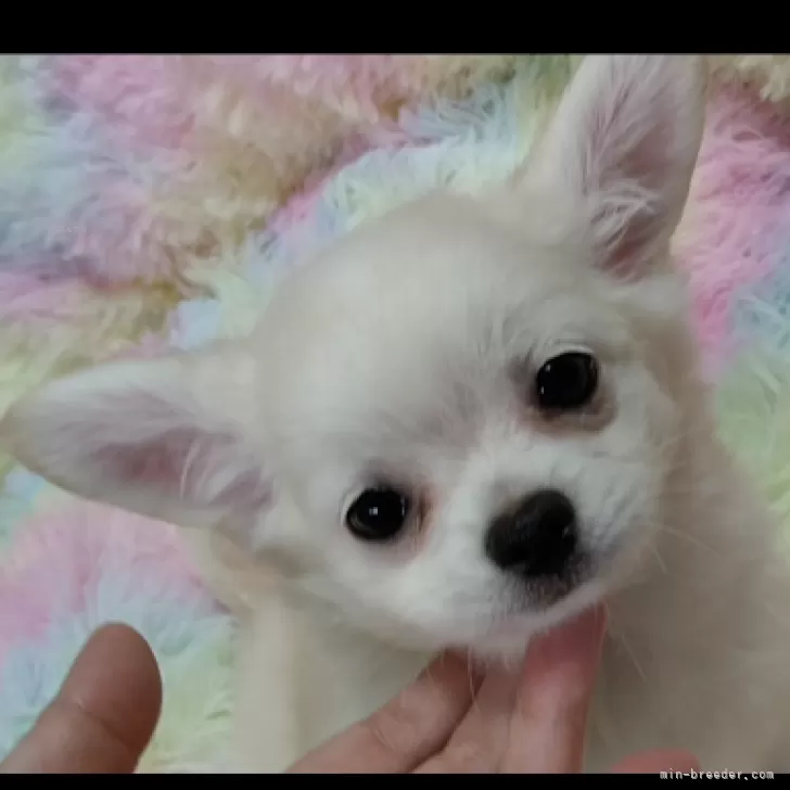 ID：2407-01088の子犬