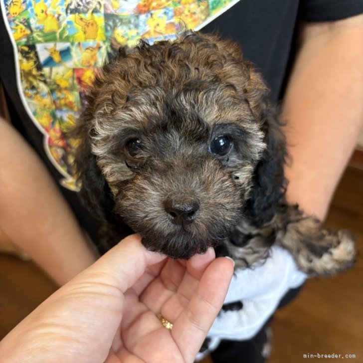 ブリーダー画像