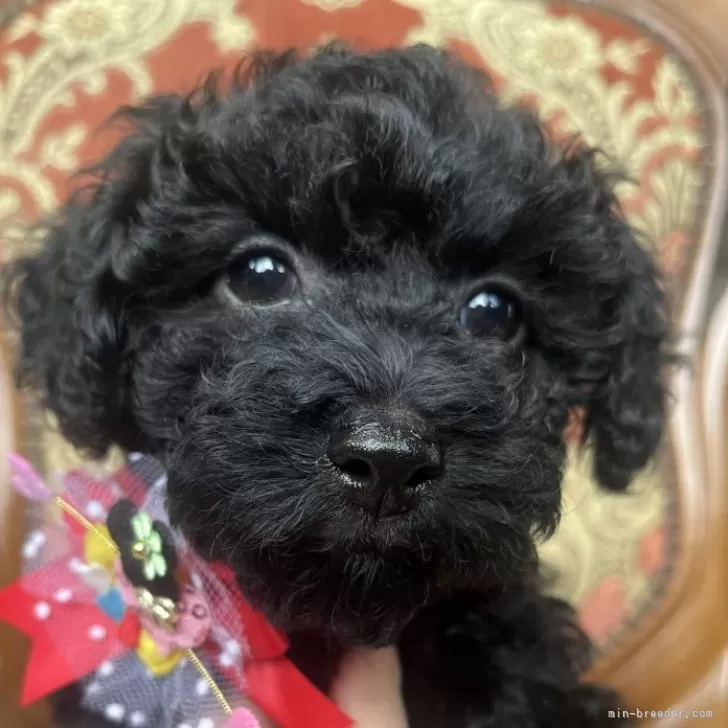 K.N 様のお迎えした子犬