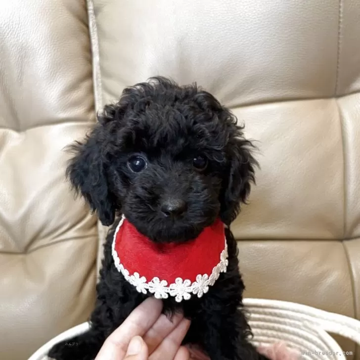 ID：2511-02204の子犬