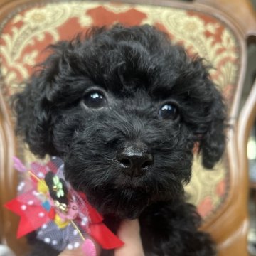 トイプードル(トイ)【沖縄県・女の子・2024年12月10日・ブラック】の写真「人懐っこい女の子です^ ^」