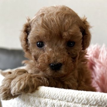 タイニープードル【沖縄県・女の子・2025年4月9日・レッド】の写真「タイニーサイズで可愛い子です♡」