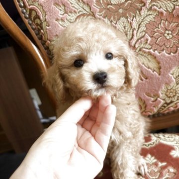 トイプードル(トイ)【沖縄県・男の子・2025年4月18日・アプリコット】の写真「5頭兄弟の次男❤︎
大人しめの性格です！」