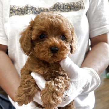 トイプードル(トイ)【沖縄県・女の子・2025年6月4日・レッド】の写真「お目めがくりくり、大人しい女の子です！」