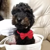 トイプードル(トイ)【沖縄県・男の子・2025年9月10日・トライカラー】の写真2