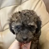 トイプードル(トイ)【沖縄県・女の子・2025年9月10日・パーティーカラー】の写真3