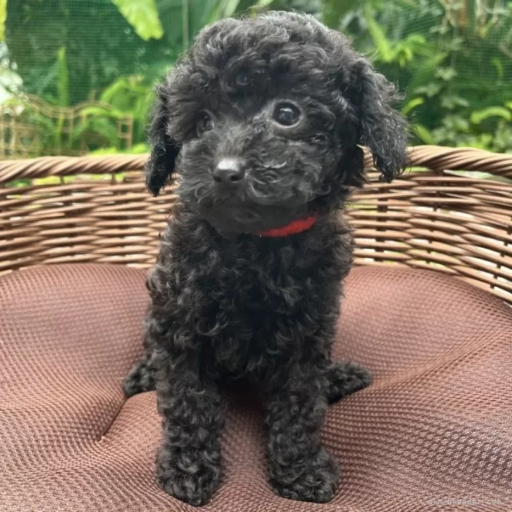 ID：2404-03823の子犬