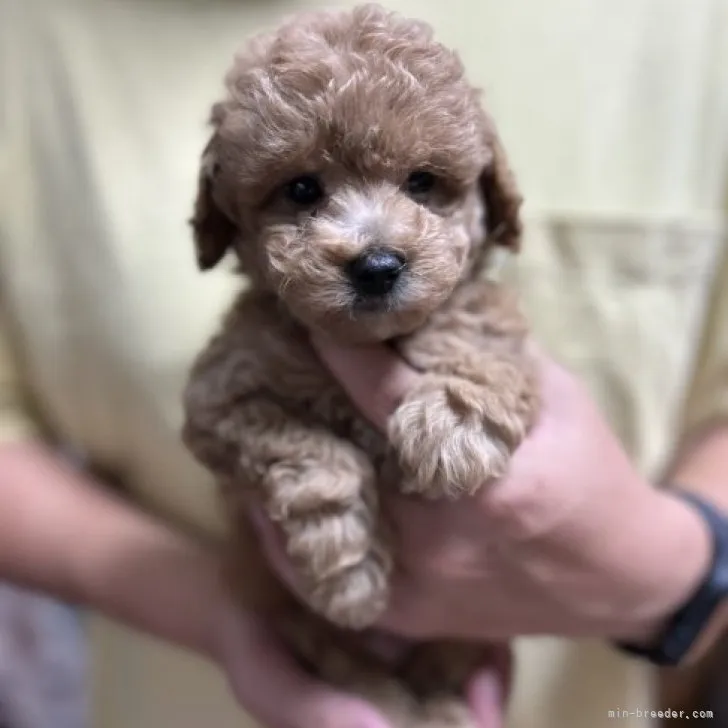 ID:2310-03426の子犬