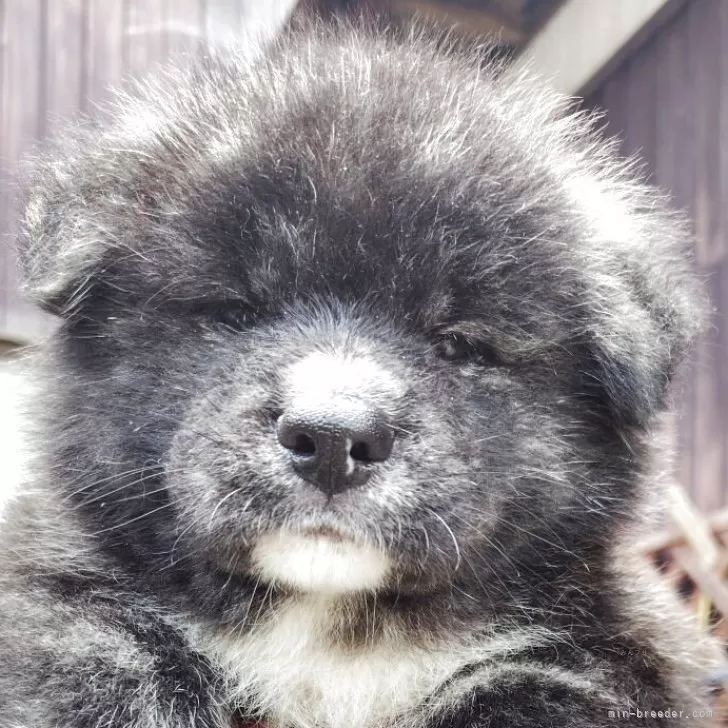 ID:2508-05824の子犬