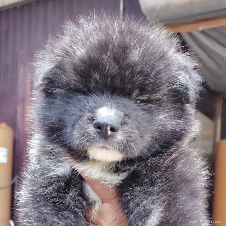秋田犬【新潟県・男の子・2025年7月17日・虎毛】の写真1