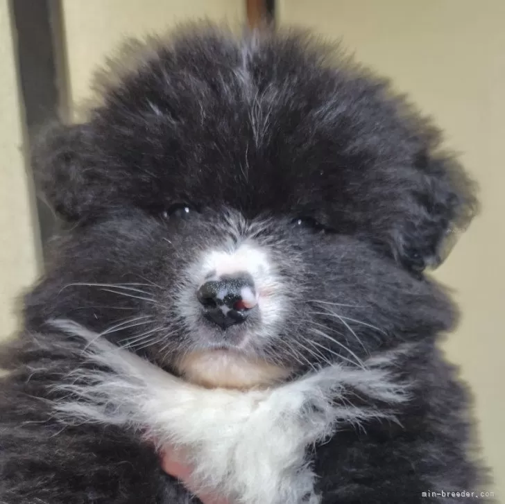 ID:2502-01413の子犬