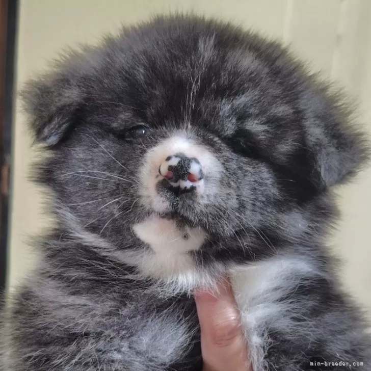 ID:2502-01405の子犬
