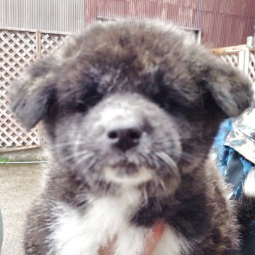 秋田犬【新潟県・女の子・2025年2月17日・虎毛】の写真「虎毛の可愛いい女の子です。」