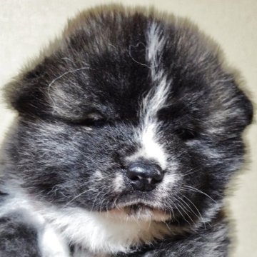 秋田犬【新潟県・男の子・2025年4月14日・虎毛】の写真「可愛い虎毛の男の子です」