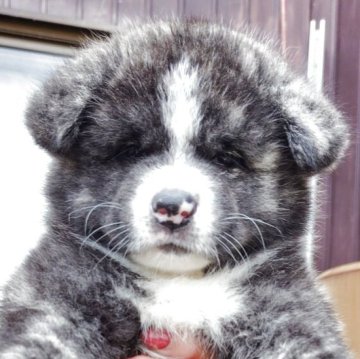 秋田犬【新潟県・女の子・2025年7月25日・虎毛】の写真「とっても可愛い女の子です」