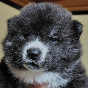 秋田犬【新潟県・男の子・2025年2月17日・虎毛】の写真「虎毛の可愛い男の子です。」