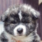 秋田犬