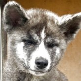 秋田犬