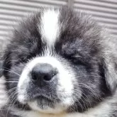 秋田犬