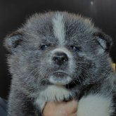 秋田犬