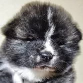 秋田犬