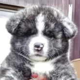 秋田犬