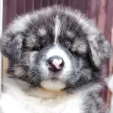 秋田犬