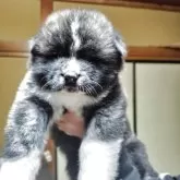 秋田犬【新潟県・男の子・2025年4月14日・虎毛】の写真2