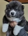 秋田犬【新潟県・男の子・2025年2月17日・虎毛】の写真2