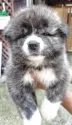 秋田犬【新潟県・女の子・2025年7月17日・虎毛】の写真2