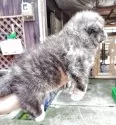 秋田犬【新潟県・女の子・2025年7月17日・虎毛】の写真4
