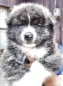秋田犬【新潟県・女の子・2025年7月17日・虎毛】の写真6