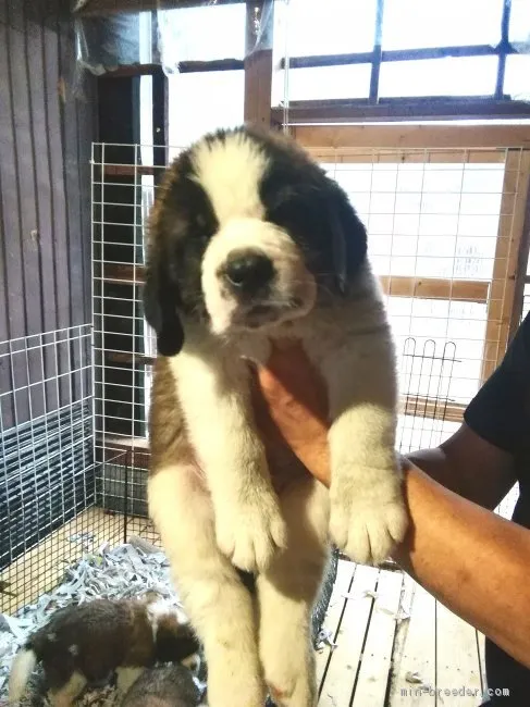 ID：1906-02607の子犬