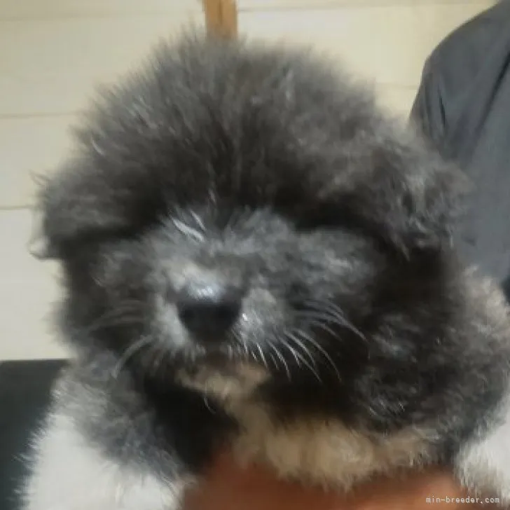 I.I 様のお迎えした子犬
