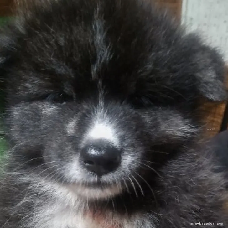 ID:2309-01954の子犬